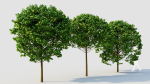 Carpinus betulus c