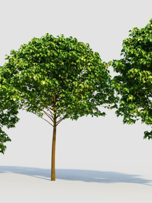 carpinus-betulus-c-3d-model-4a5b2e41e4