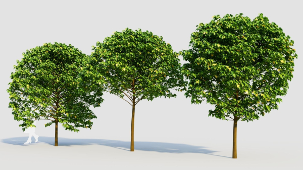 Carpinus betulus c