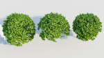 Carpinus betulus c