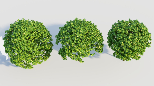 Carpinus betulus c