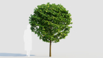 Carpinus betulus c