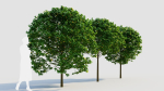Carpinus betulus c