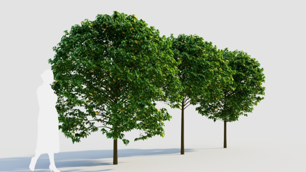 Carpinus betulus c