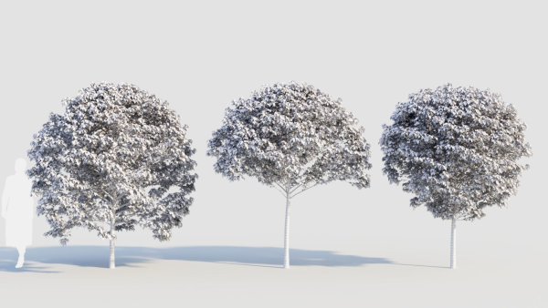 Carpinus betulus c