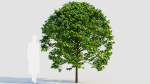 Carpinus betulus c
