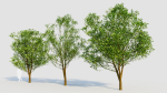 Carpinus betulus d