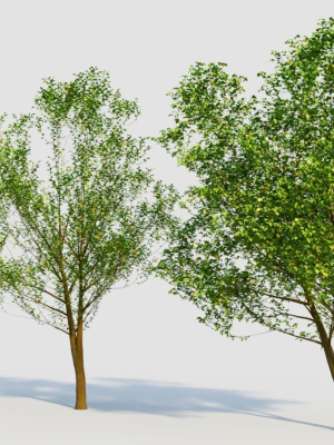 carpinus-betulus-d-3d-model-0d2adb2705