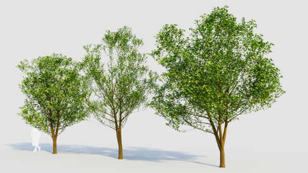 Carpinus betulus d