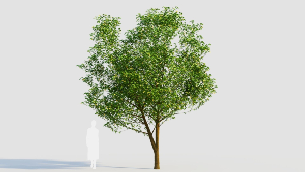 Carpinus betulus d