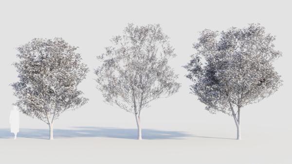 Carpinus betulus d
