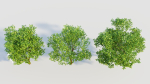 Carpinus betulus d