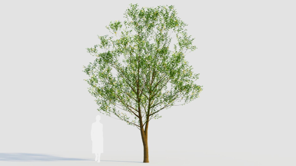 Carpinus betulus d