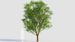 Carpinus betulus d