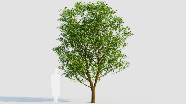 Carpinus betulus d