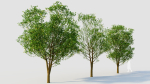 Carpinus betulus d