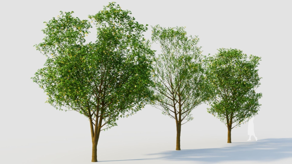 Carpinus betulus d