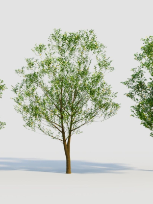 Carpinus betulus d