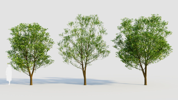 Carpinus betulus d