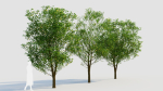 Carpinus betulus d