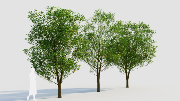 Carpinus betulus d