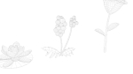 Cartoon Flowers