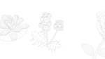 Cartoon Flowers