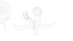 Cartoon Flowers