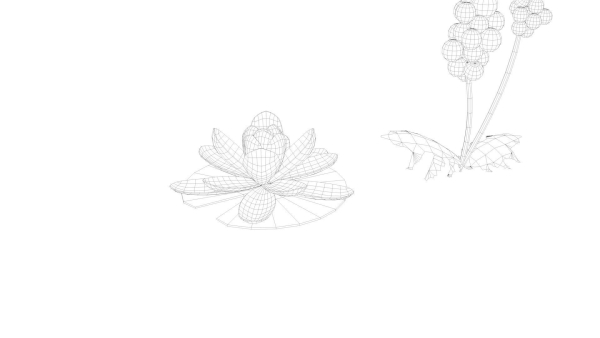 Cartoon Flowers