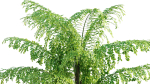 Caryota gigas - Giant Fishtail Palm - Caryota Mitis - 01
