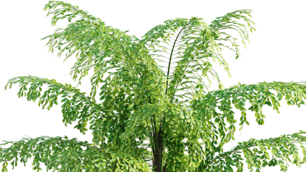 Caryota gigas - Giant Fishtail Palm - Caryota Mitis - 01