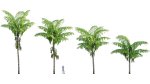 Caryota gigas - Giant Fishtail Palm - Caryota Mitis - 01