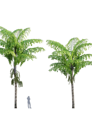 Caryota gigas - Giant Fishtail Palm - Caryota Mitis - 01