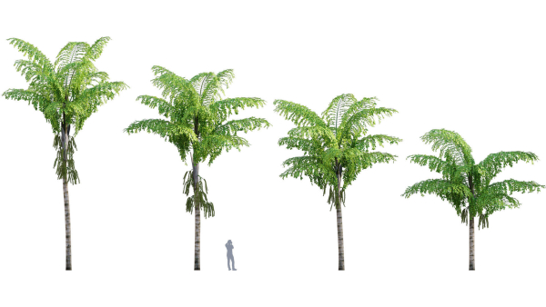 Caryota gigas - Giant Fishtail Palm - Caryota Mitis - 01