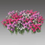 Catharanthus Roseus