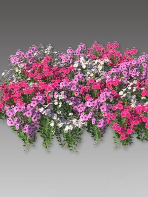 catharanthus-roseus-3d-model-low-poly-max-obj-3ds-fbx