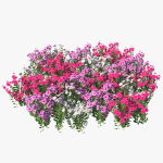 Catharanthus Roseus