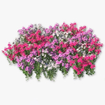 Catharanthus Roseus