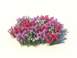 Catharanthus Roseus