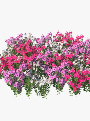 Catharanthus Roseus