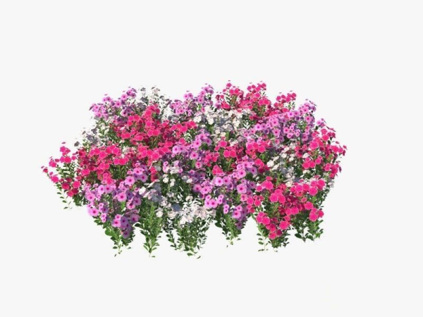 Catharanthus Roseus