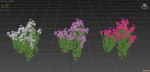 Catharanthus Roseus