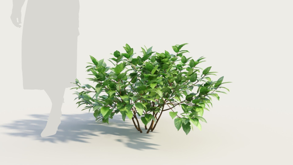 Ceanothus americanus a