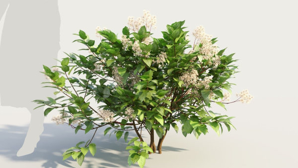 Ceanothus americanus a