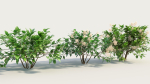 Ceanothus americanus a