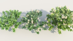 Ceanothus americanus a