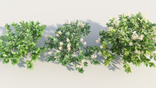 Ceanothus americanus a