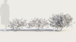 Ceanothus americanus a
