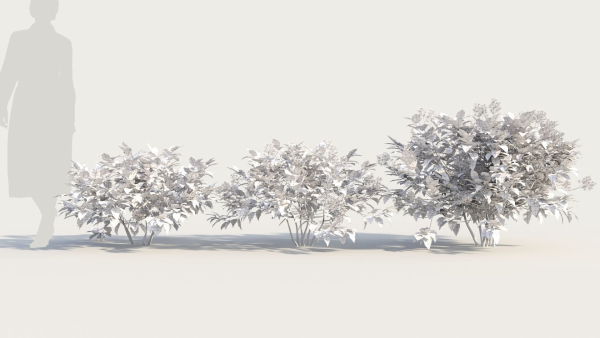Ceanothus americanus a