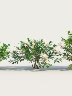 Ceanothus americanus a